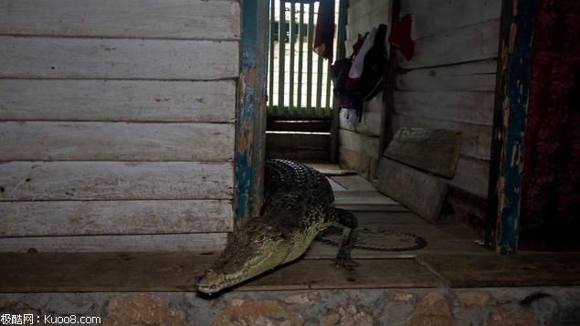 印度女子醒来 竟在床底发现一条2.4米长的鳄鱼