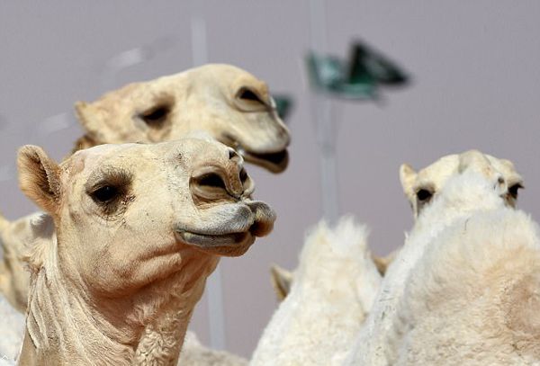 骆驼选美奖金达3.6亿  12只选手整容被退赛