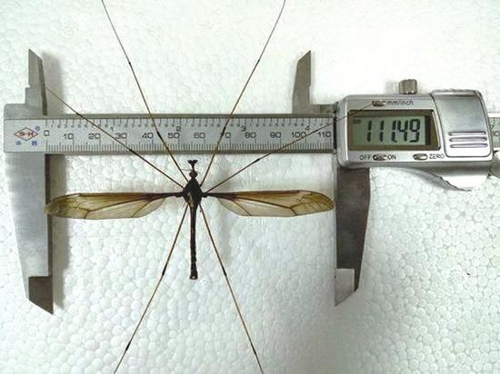 世界上最大蚊子 翅展超0.1米不咬人